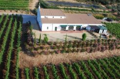 Wijngaard Commercieel - Ronda, Costa del Sol